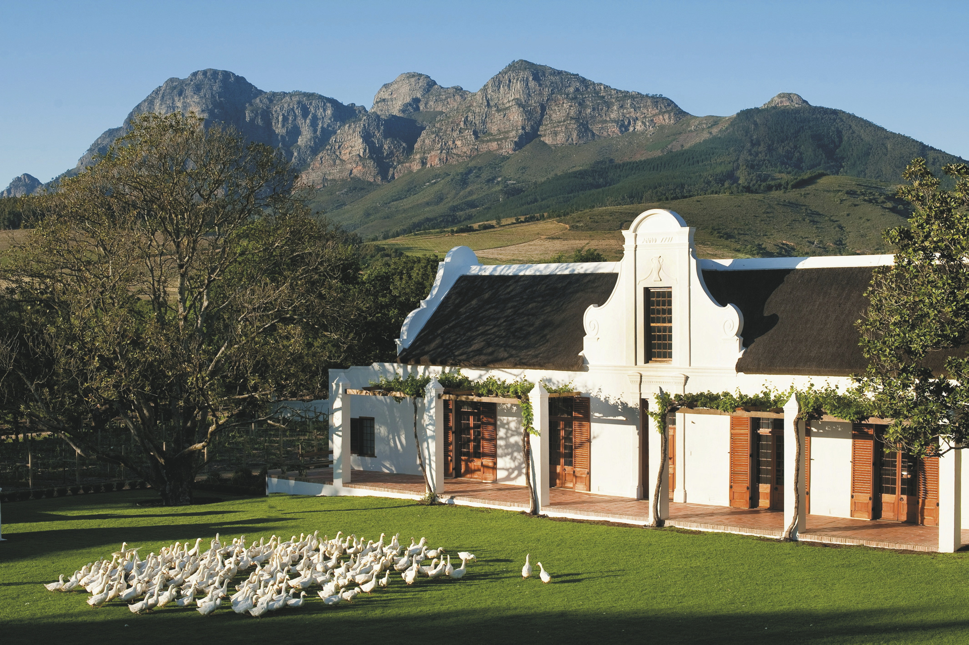 Kapholländisches Manor House von Babylonstoren vor den Simonsberg-Hängen, Gänse auf der Wiese