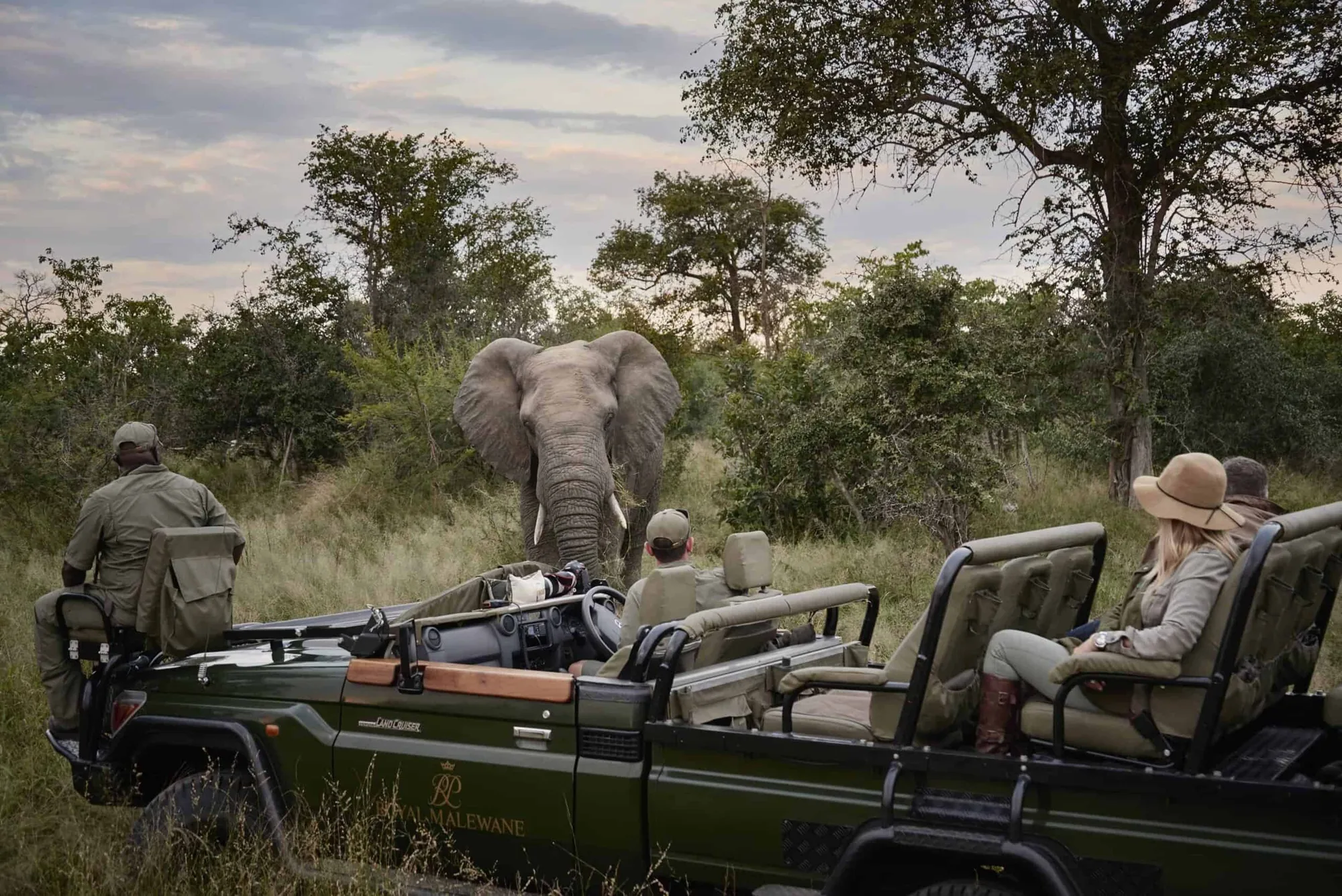 Elefant neben dem Safarifahrzeug bei einer Pirschfahrt