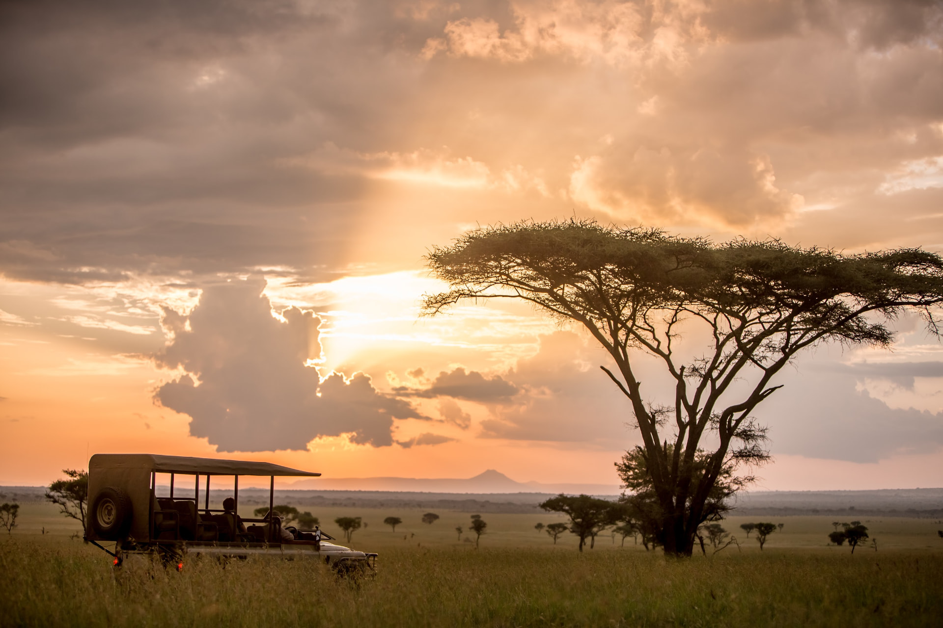 Geländewagen unter einer Schirmakazie im Abendlicht der Serengeti