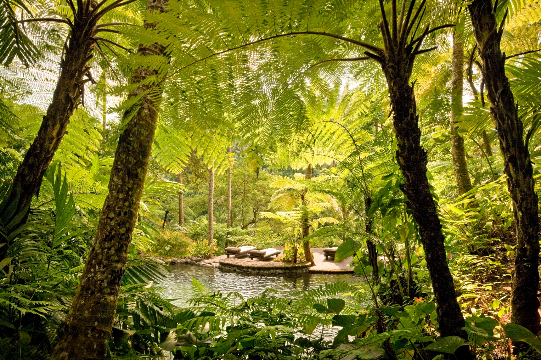 Wassergarten in Kedara mit Liegen zwischen hohen Baumfarnen