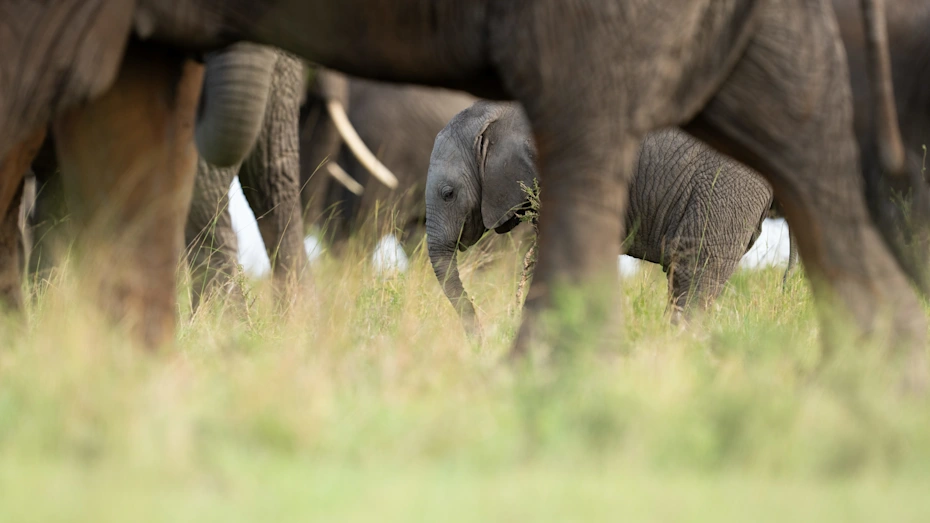 Elefantenherde mit Kalb im hohen Gras der Serengeti