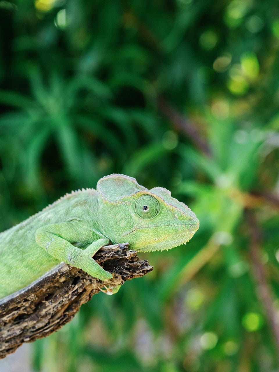 Lemuren im Küstenwald der Insel