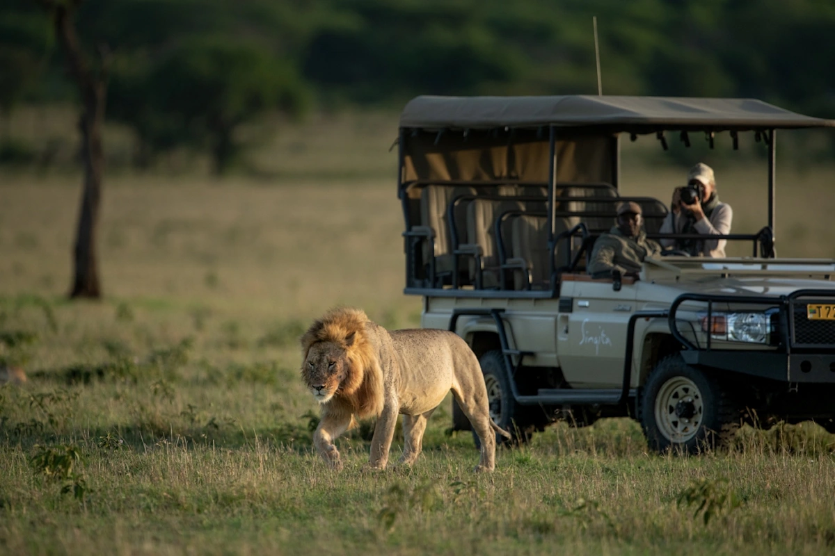 Männlicher Löwe vor einem Safarifahrzeug im Grumeti-Reservat