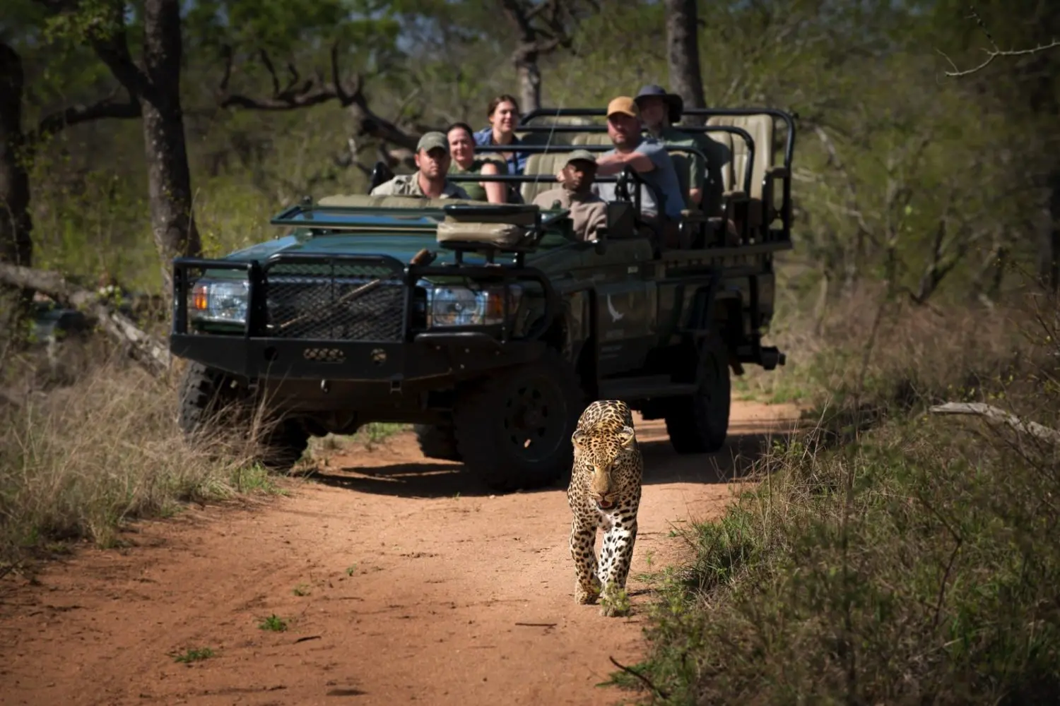 Leopard auf der Sandpiste vor einem Safarifahrzeug im Sabi Sand