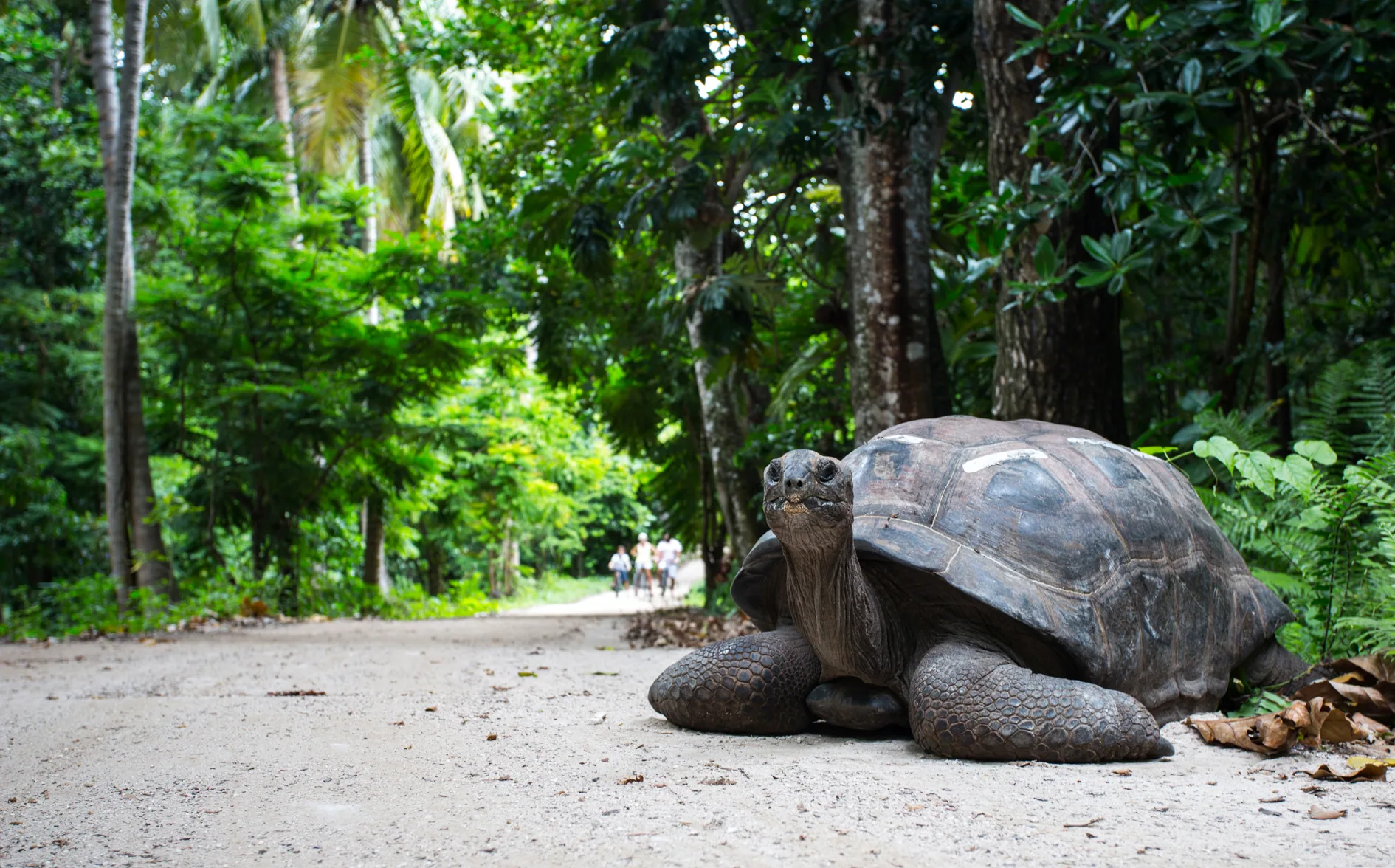 Aldabra-Riesenschildkröte im Grün der Insel
