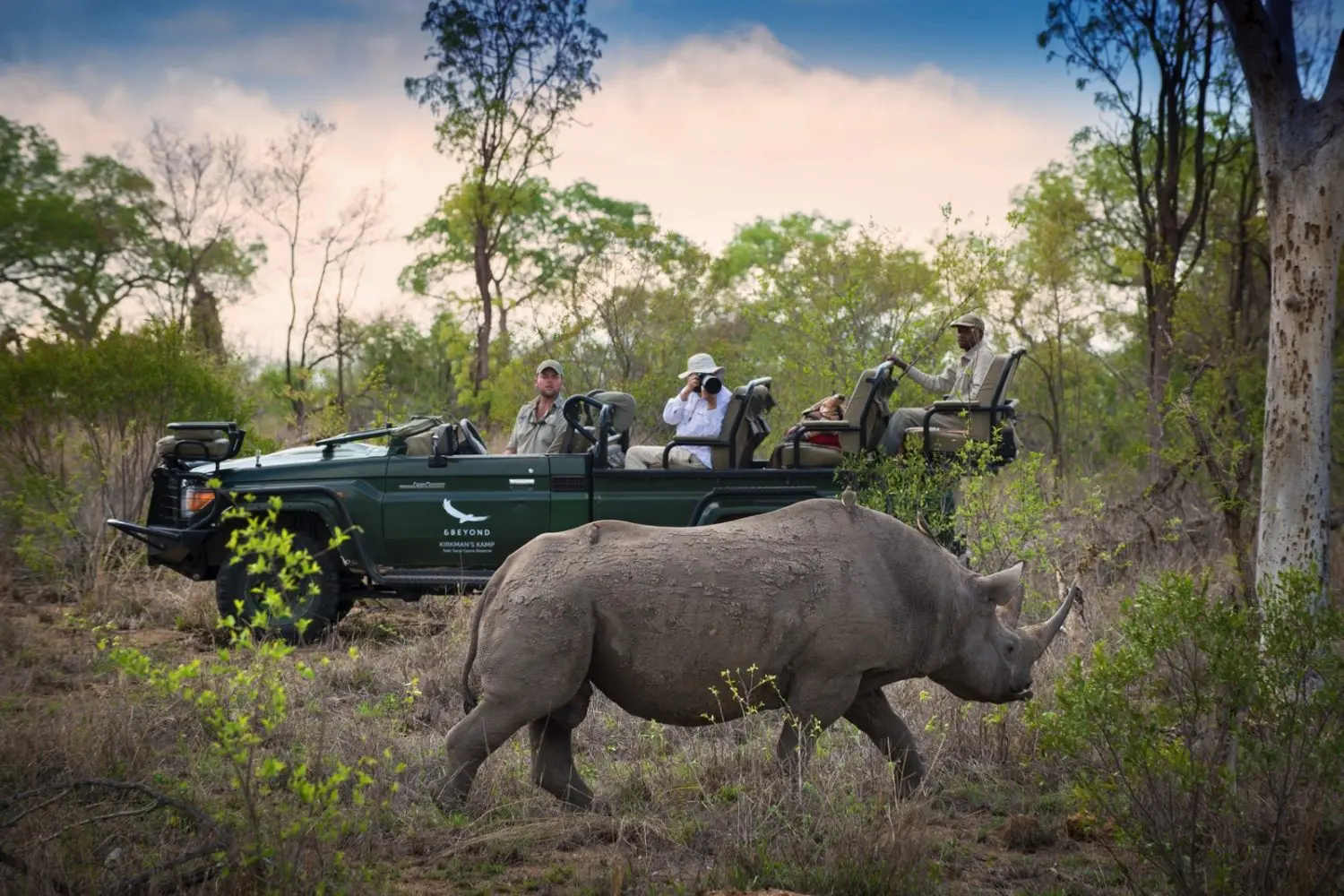 Nashorn im hohen Gras vor einem Safarifahrzeug