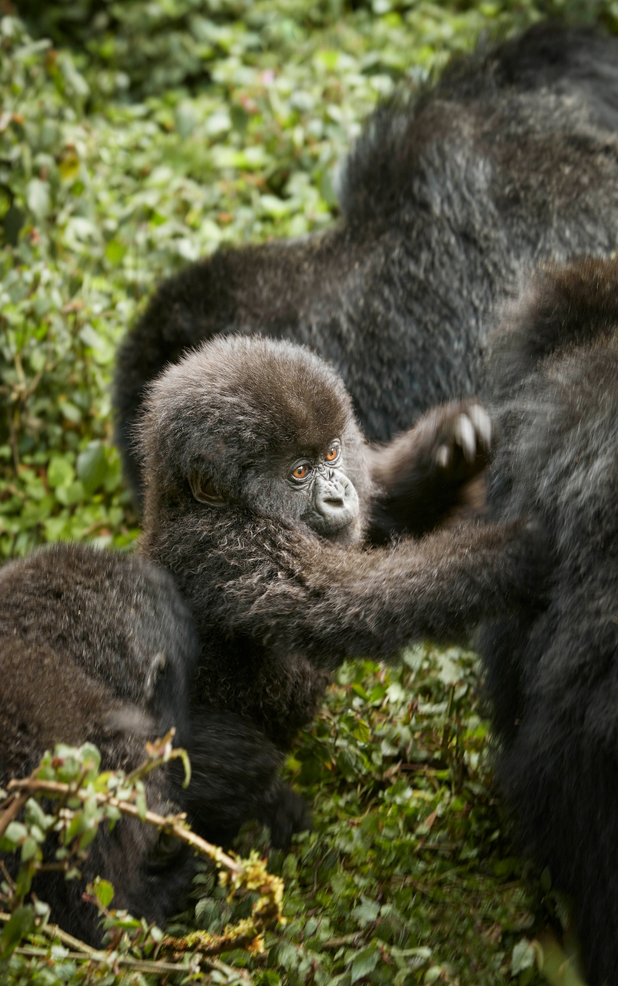 Ein Gorillajunges blickt aus dem Grün auf, im Schutz seiner Familie im ruandischen Bergwald