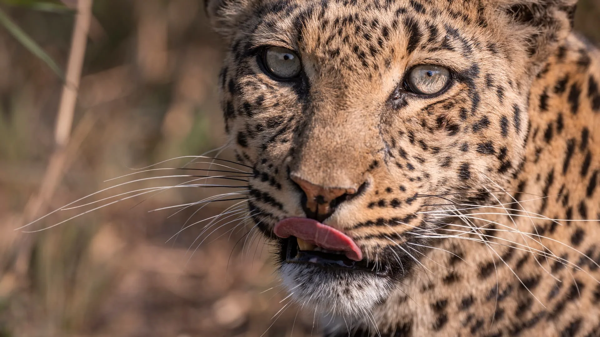 Leopard im Baum im Gebiet von Mombo