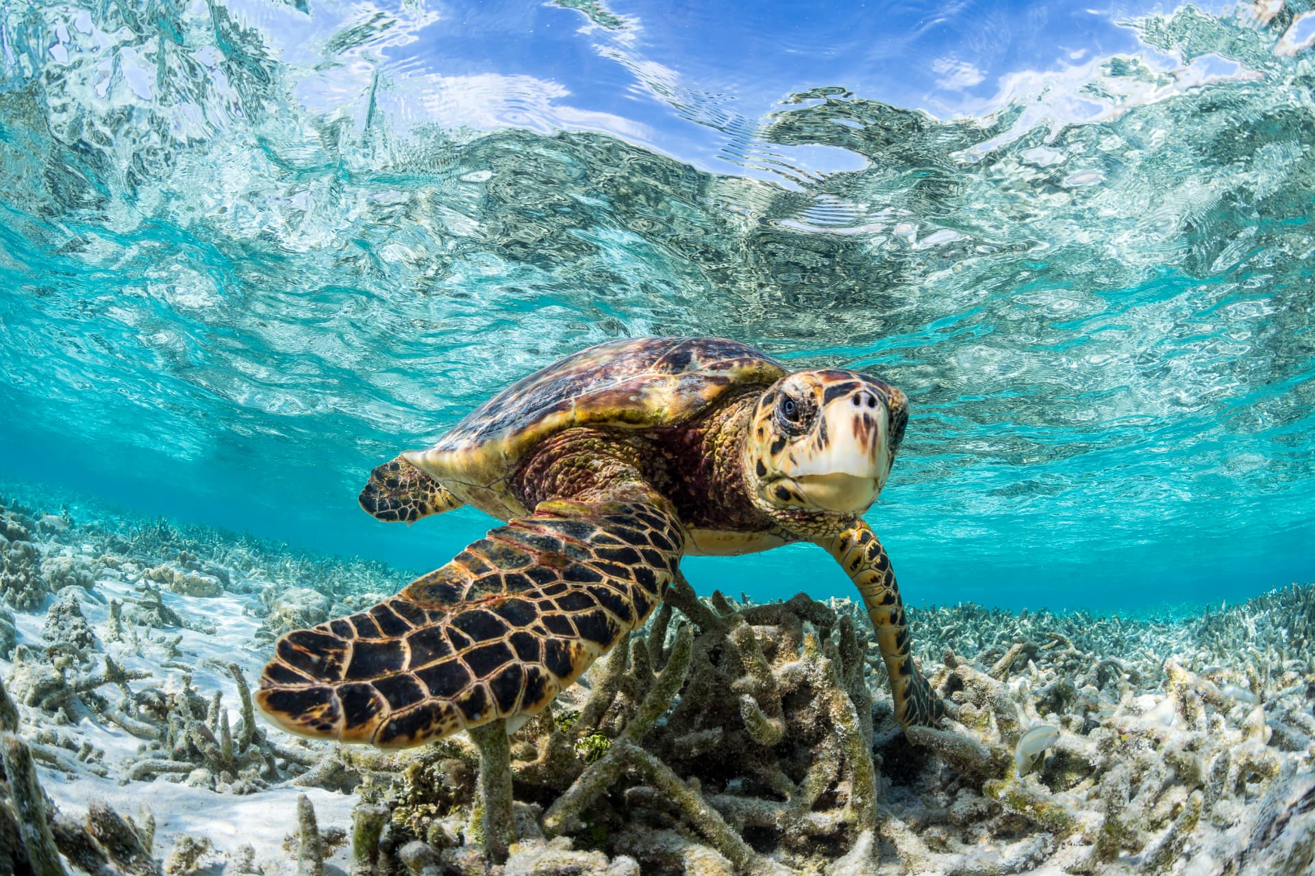 Karettschildkröte über dem Riff im flachen, klaren Wasser