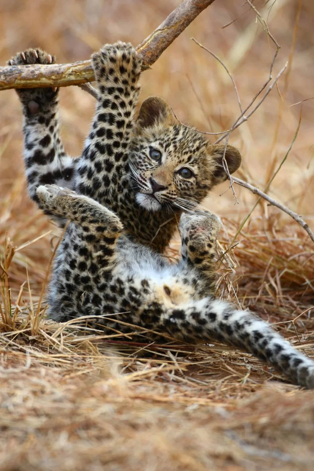 Junger Leopard im Gras des Thornybush-Reservats