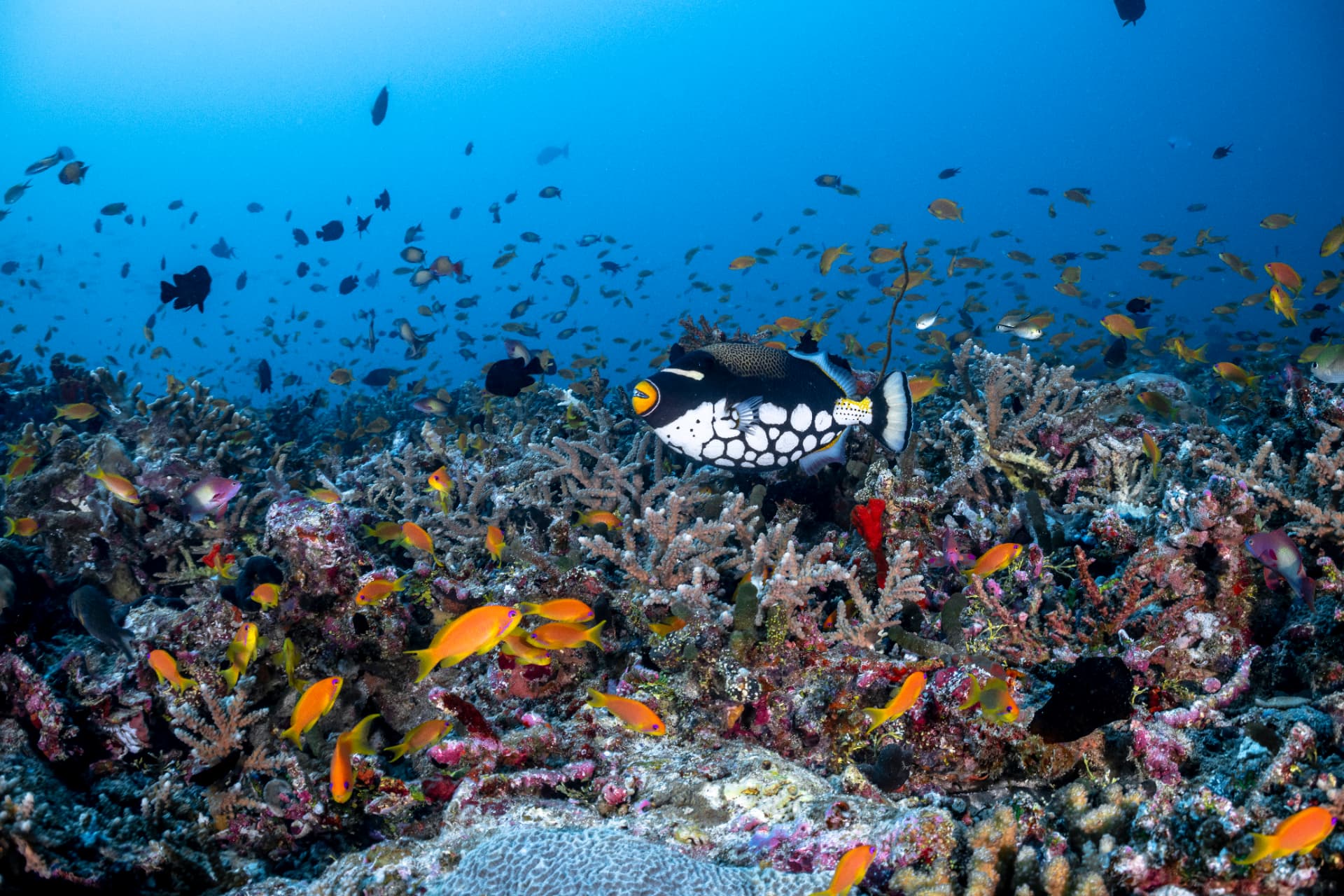 Korallengarten vor der Insel mit Drückerfisch und dichtem Fischschwarm