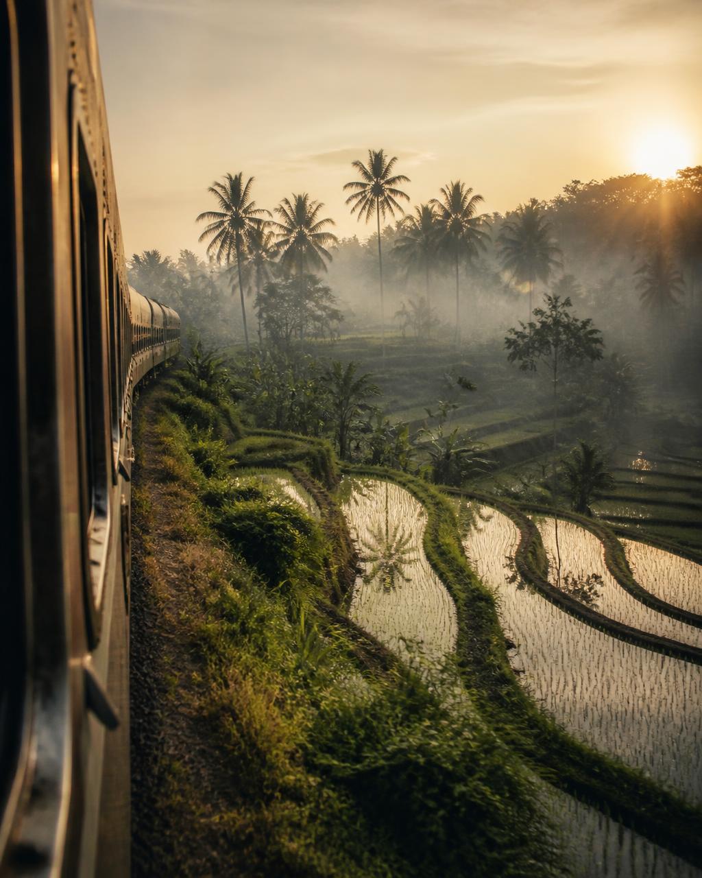 Terraced Malaysian rice fields holding the sunrise, palms silhouetted in mist, seen from the window of a moving train