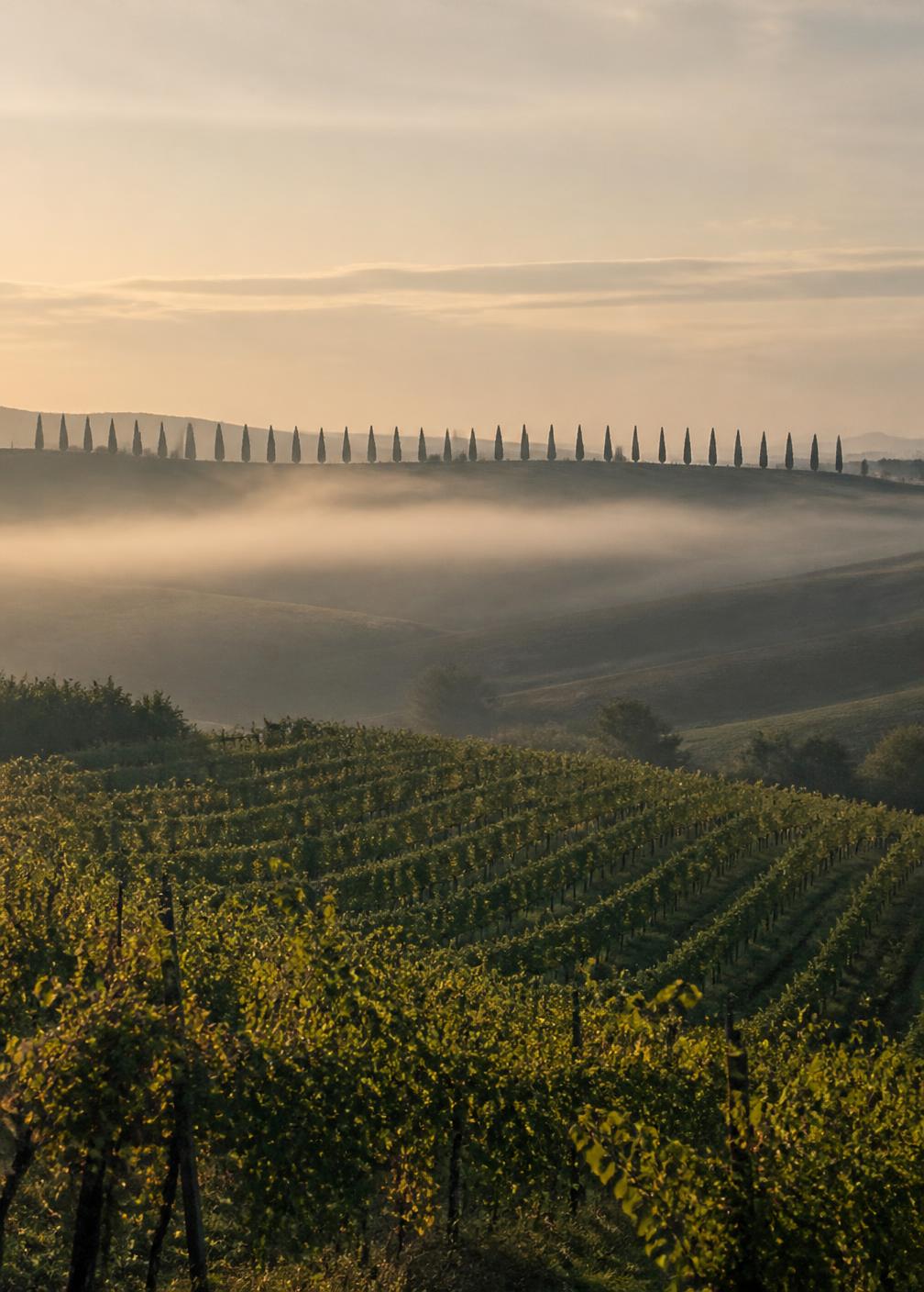 Morning mist lying across Val d'Orcia vineyard rows at dawn with a line of cypress trees along the ridge