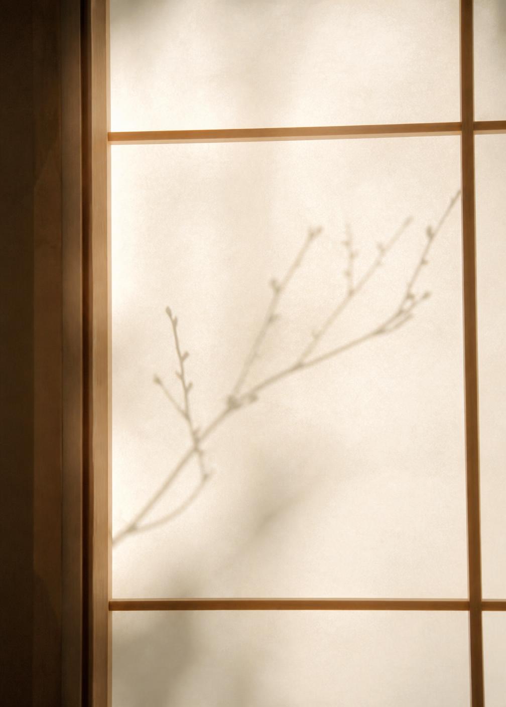 Washi paper screen backlit by morning sun with the faint shadow of a single branch across it