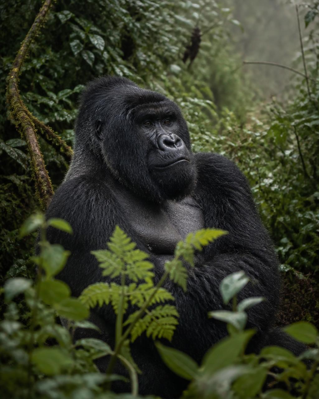 An adult mountain gorilla sitting calmly among wet green foliage in misty Rwandan rainforest
