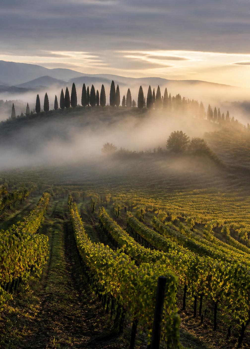 Morning mist lifting off Chianti vineyard rows with cypress trees along a ridge in silver-gold light
