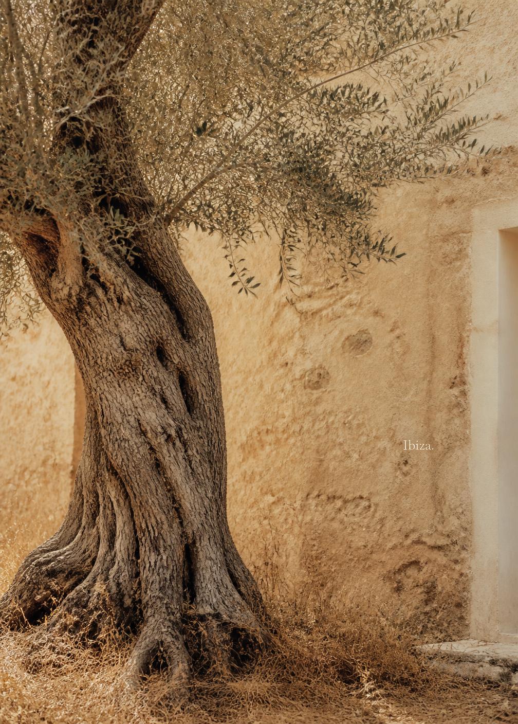 Ancient olive tree with silver leaves against a warm sandstone wall in dry Ibizan grass