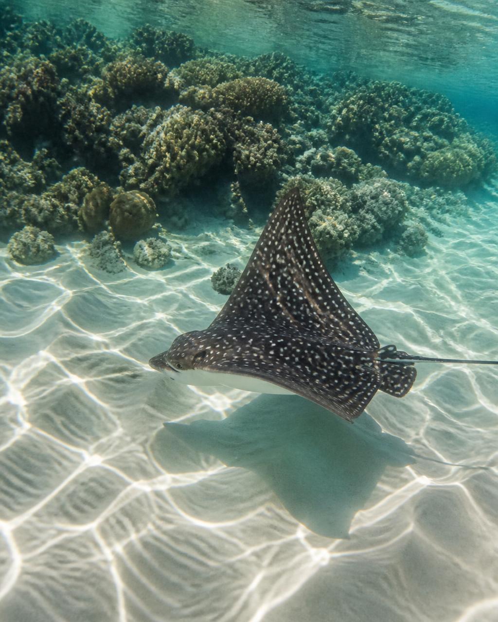 A spotted eagle ray gliding over pale rippled sand in the shallow clear water of a South Pacific lagoon
