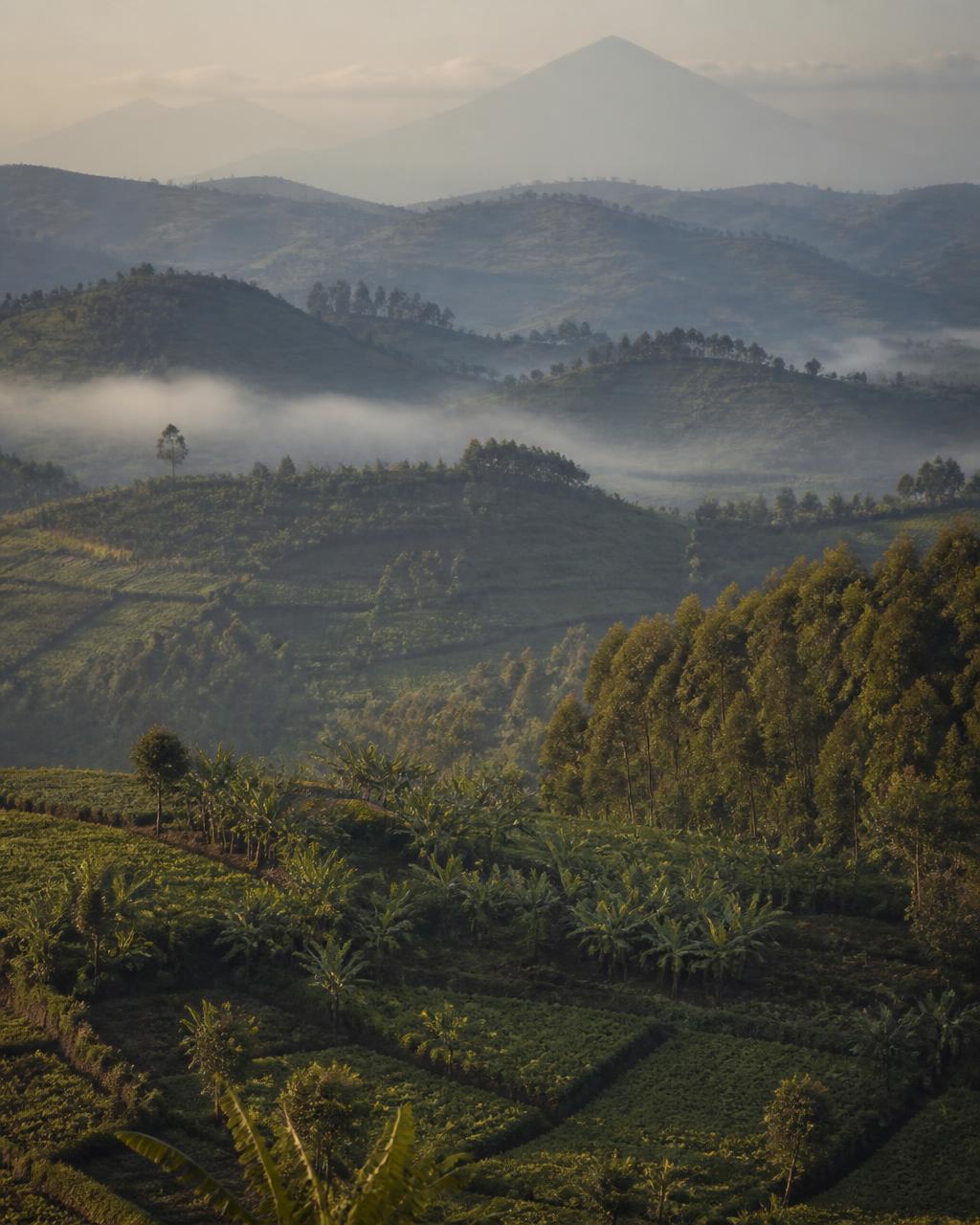 Terraced green hills and banana groves of rural Rwanda in morning fog with volcanoes on the horizon