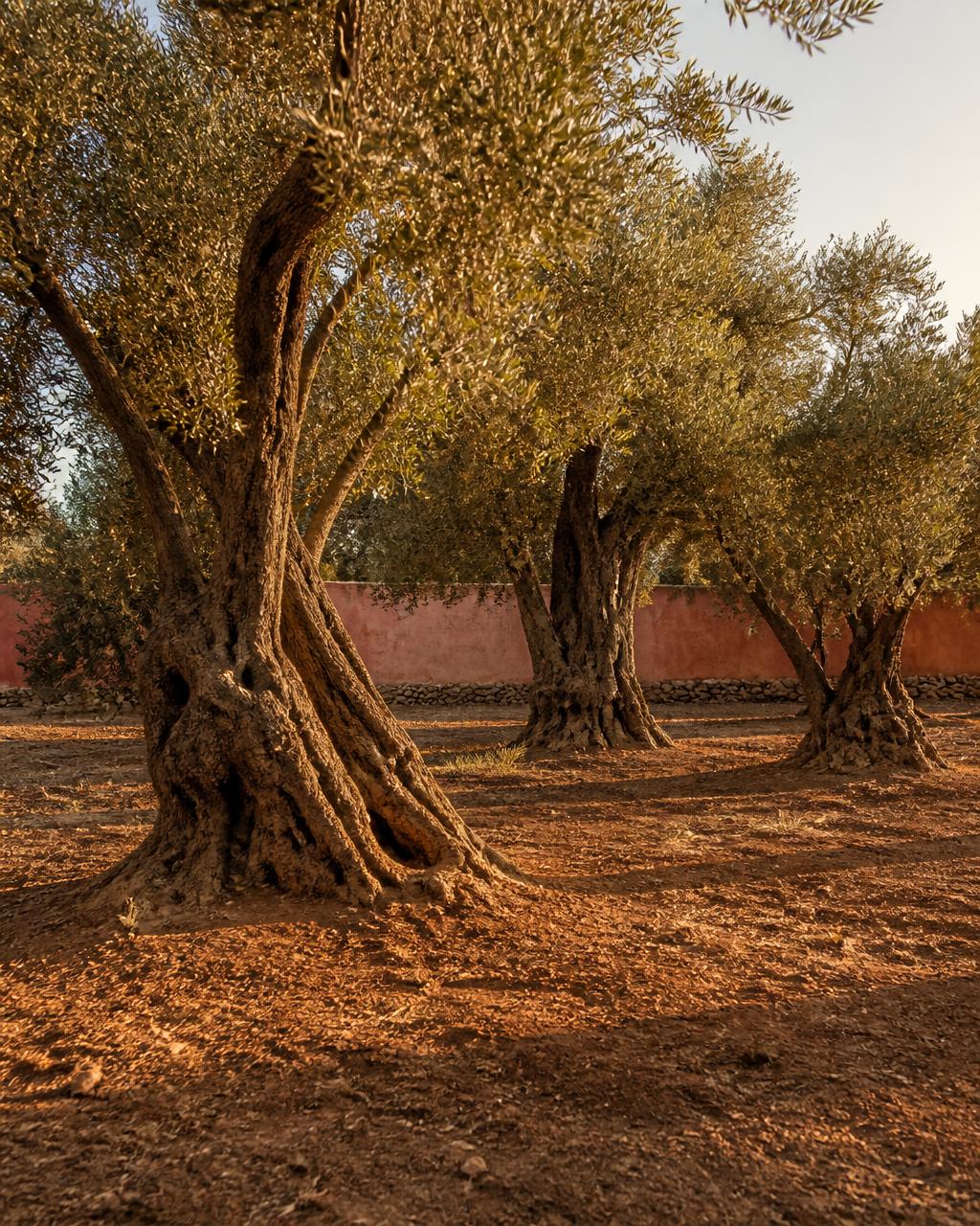 Ancient olive grove in Morocco at golden hour with gnarled silver trunks, red earth and a rose-coloured wall behind