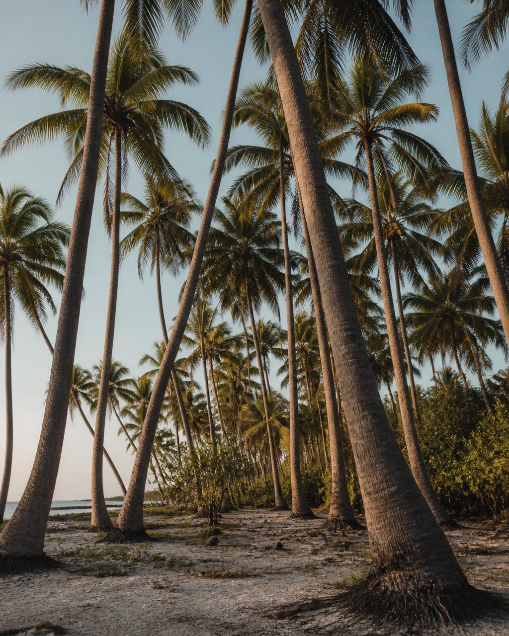 Tall coconut palms leaning over white coral sand on a Polynesian motu in soft late light