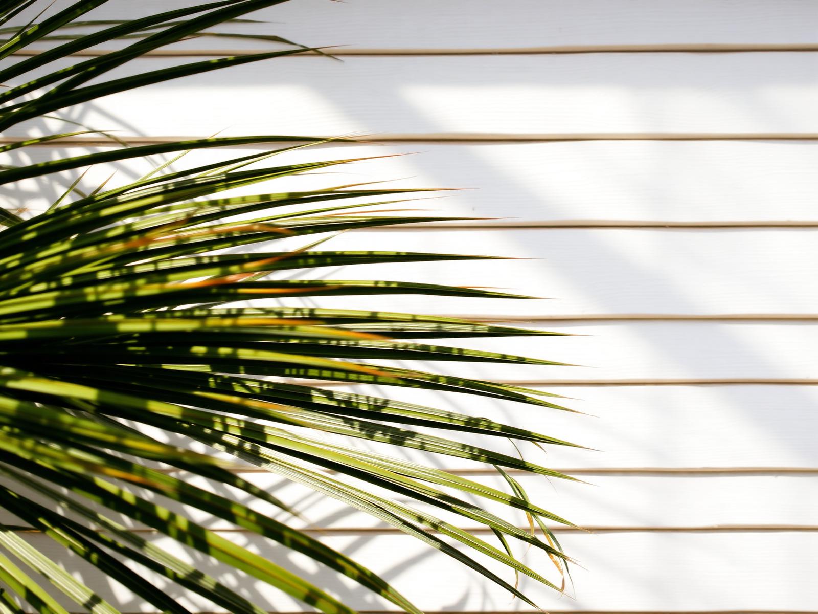Palm fronds throwing soft shadows against a whitewashed timber wall in warm daylight