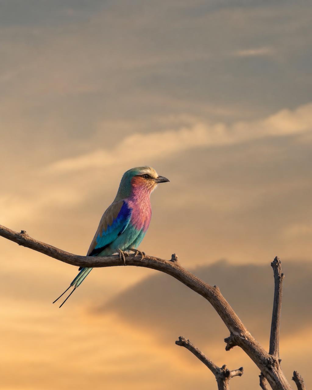 A lilac-breasted roller perched on a bare acacia branch against a dusty African sky at golden hour