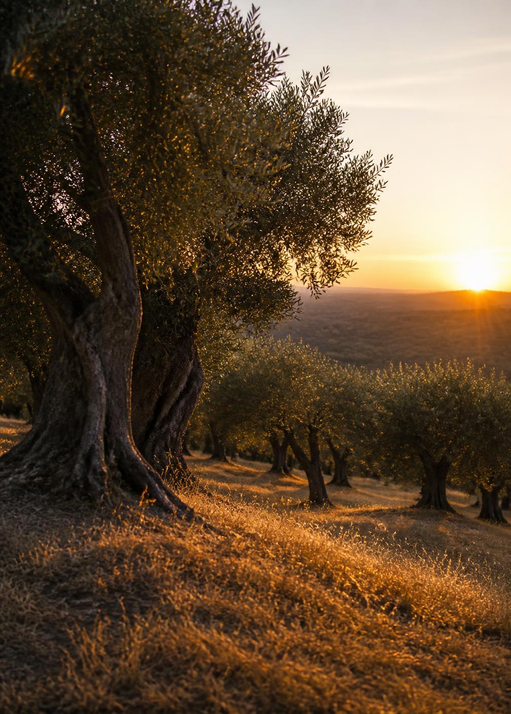 Ancient olive grove on a Tuscan hillside at sunset with long shadows across dry golden grass