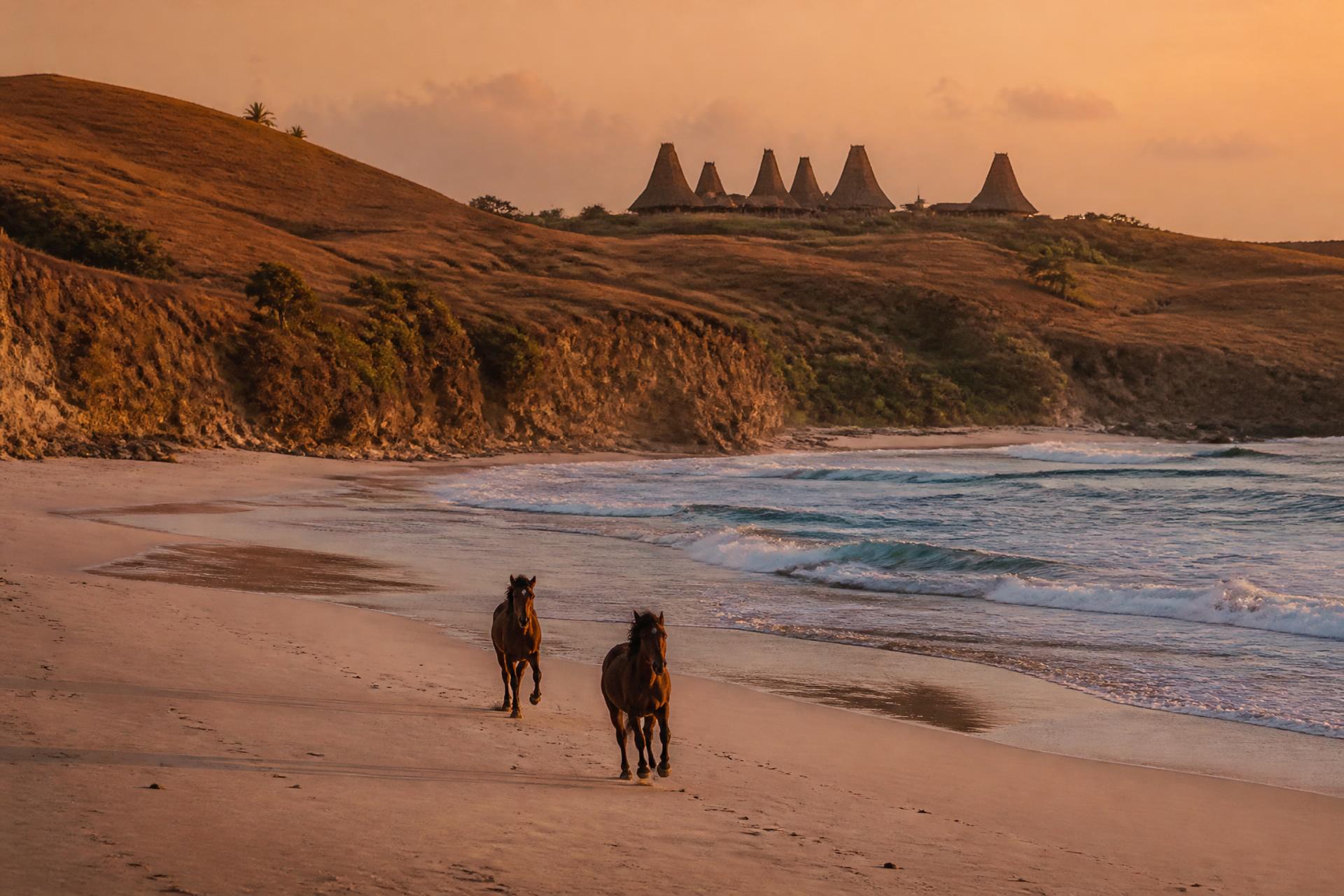 Horses running along an empty white sand beach on the wild Sumba coastline at golden sunset