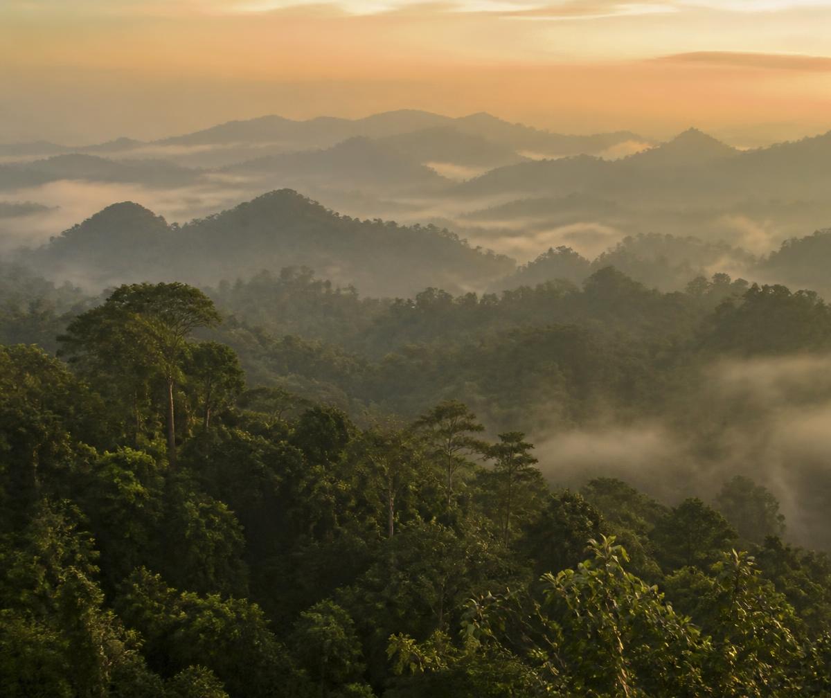 Misty rainforest canopy at sunrise in Southeast Asia with layers of green ridges fading into fog