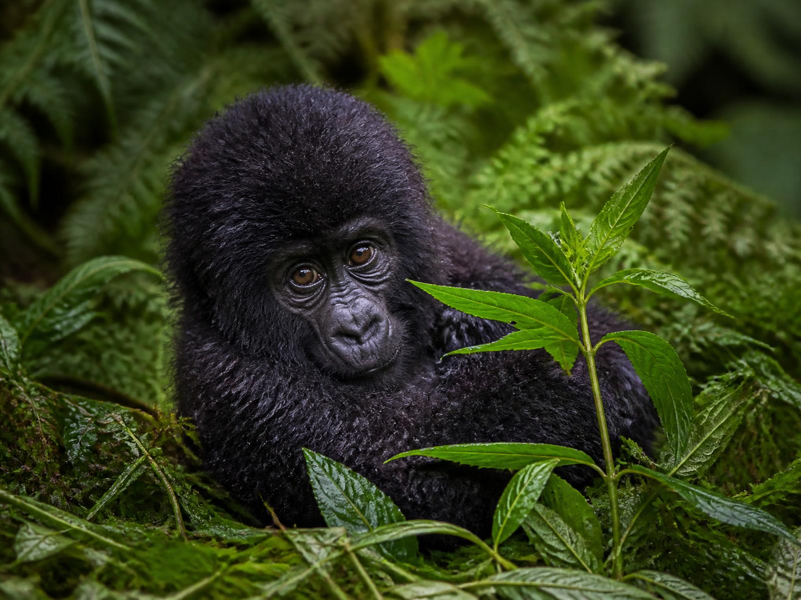 A young mountain gorilla resting among wet green ferns in misty Rwandan rainforest