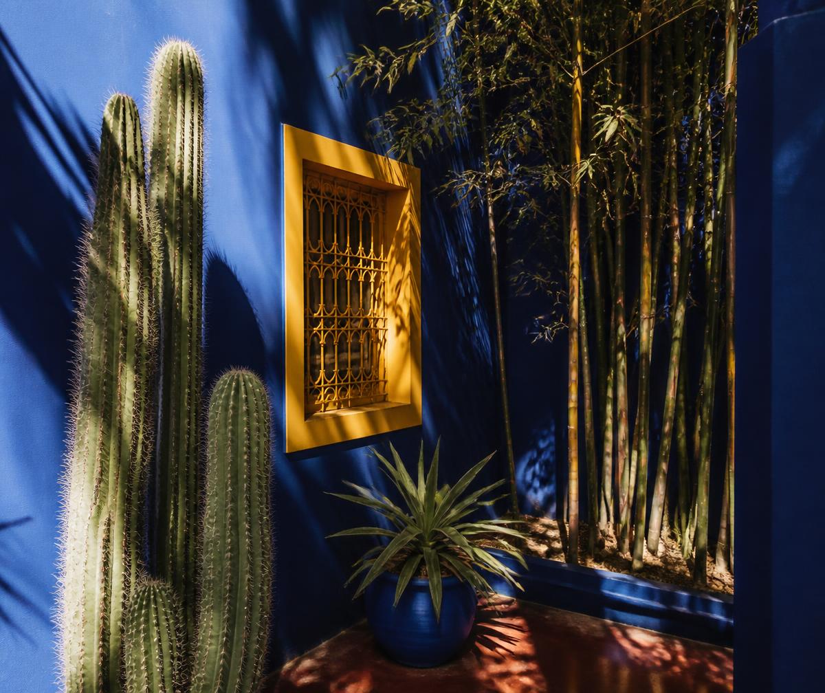 A cobalt blue Moroccan garden wall with cacti, bamboo and an ochre window frame in strong graphic shadow