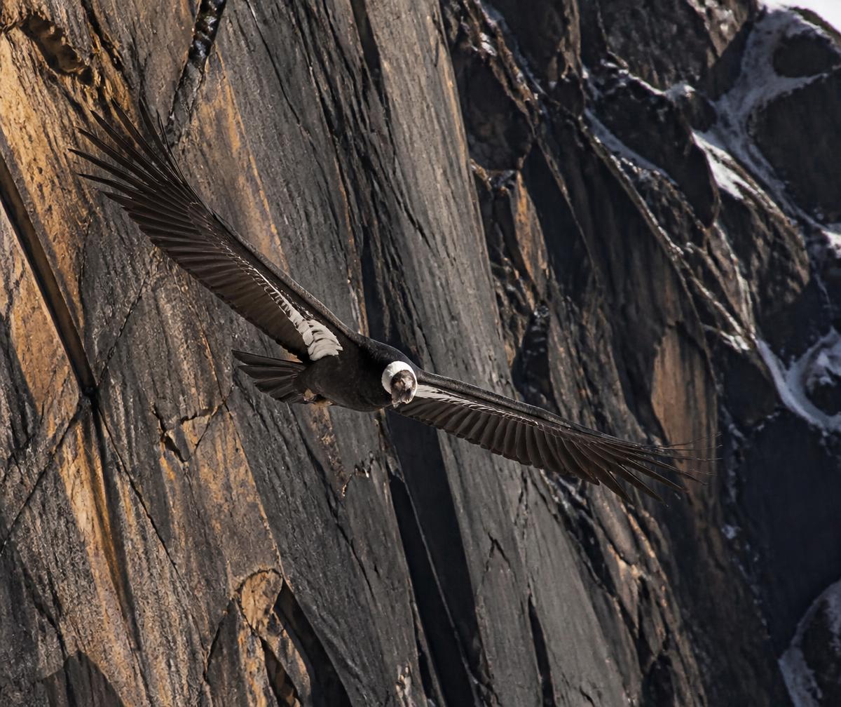 An Andean condor soaring close to a dark granite cliff face in Patagonia
