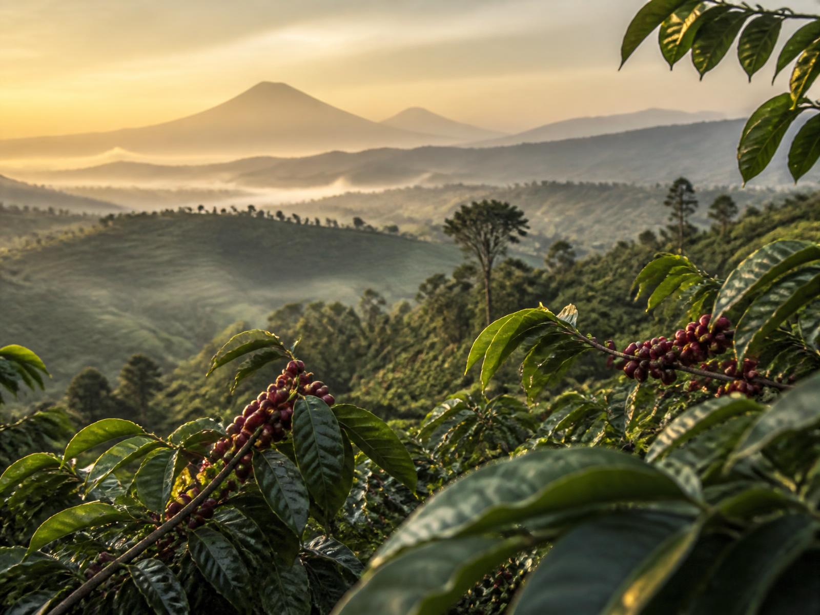 Rwandan coffee plantation on a misty hillside at sunrise with volcanoes on the horizon