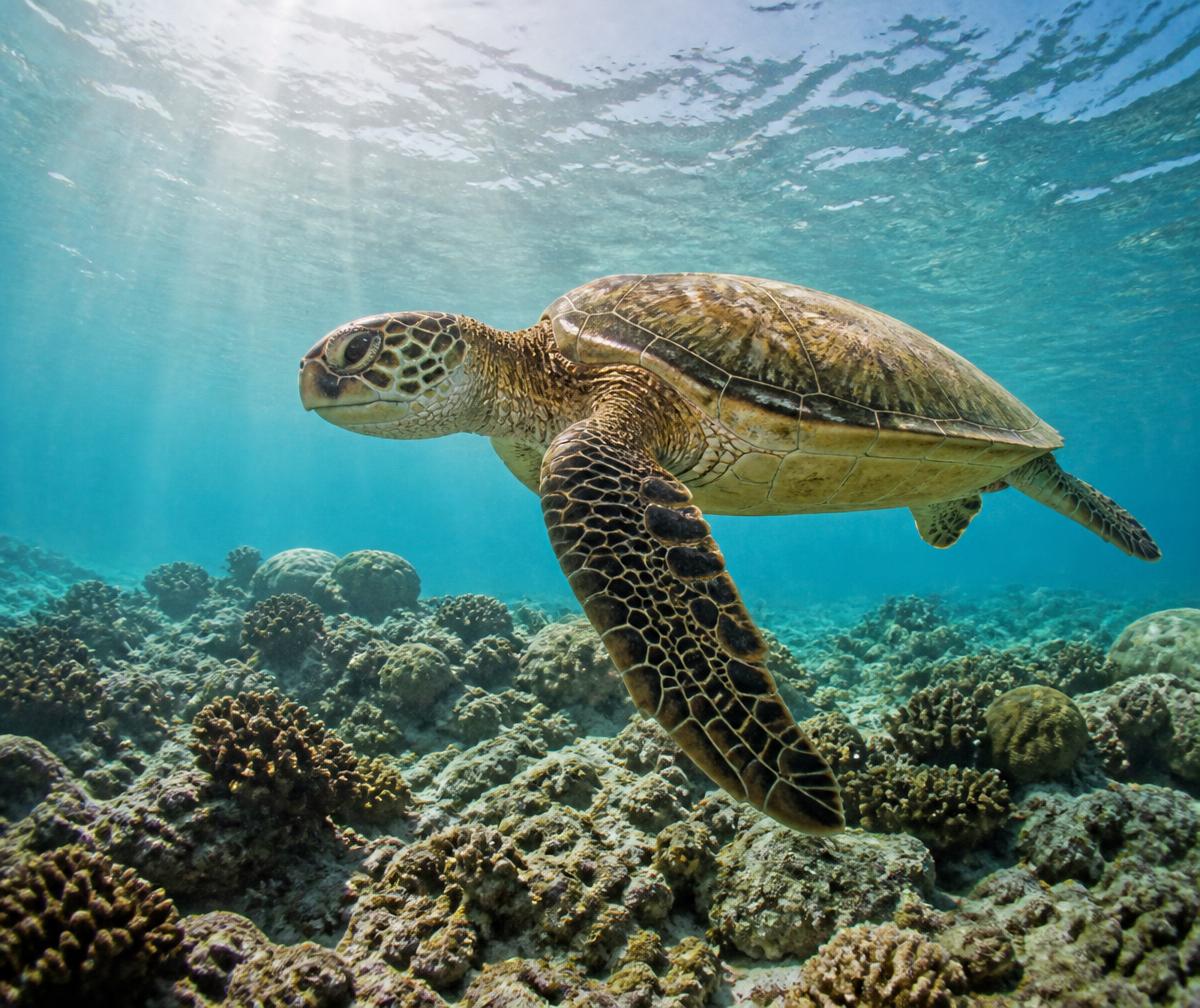 A green sea turtle swimming over a healthy coral garden in clear turquoise lagoon water