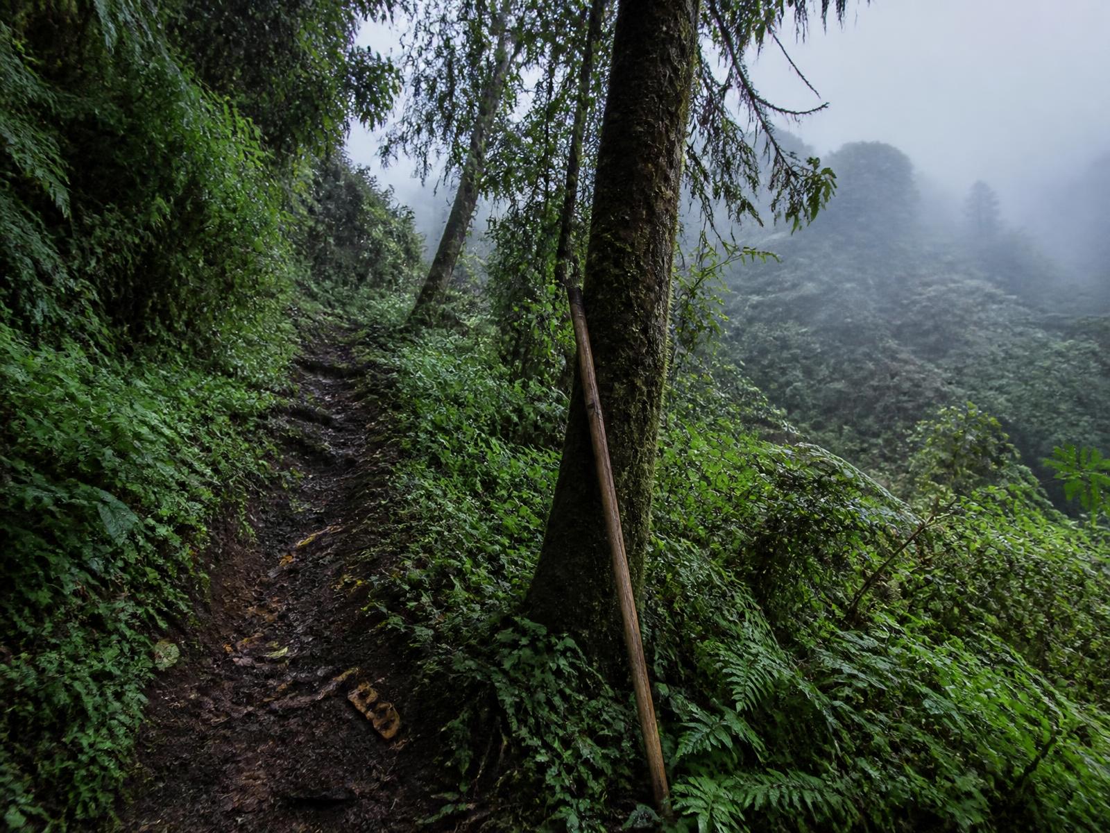 A narrow muddy forest trail climbing into misty vegetation on the slopes of the Virunga volcanoes