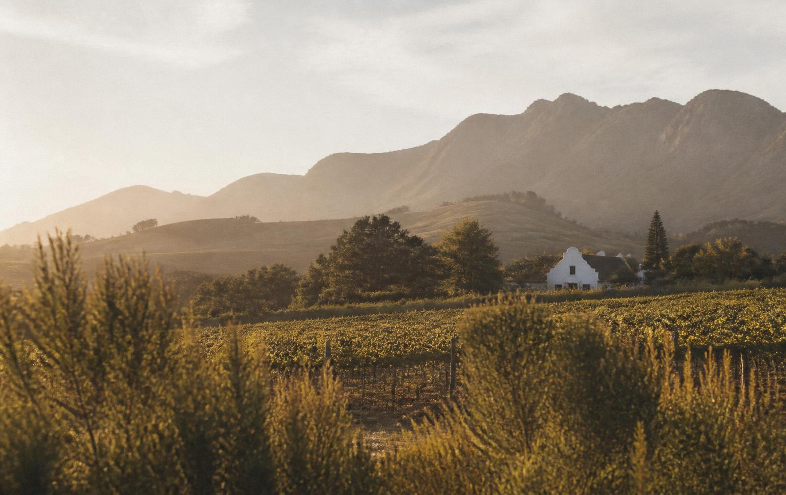 Vineyards and mountains in the Cape winelands at first light